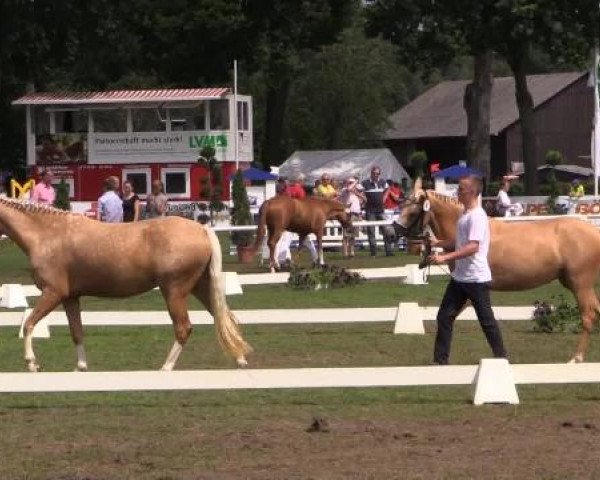 Video von Cassiopeia Sh, Candela, Creme de la Creme 10, Clio, Maxi L, Cora Ly J, Call me the Breeze, Carry Gold 3