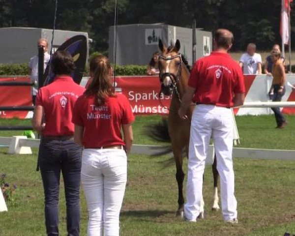 47. Westfälische Eliteschau
für 3- und 4j. Reitpony- und Kleinpferdestuten
Samstag, 26. Juli 2014