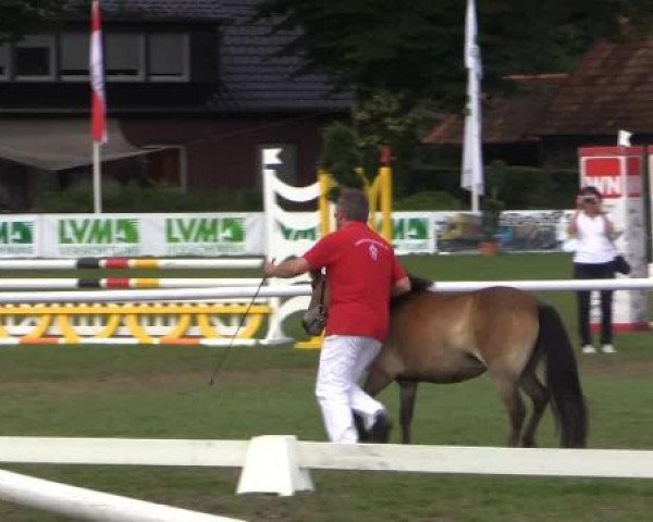 47. Westfälische Eliteschau für 3- und 4j. Reitpony- und Kleinpferdestuten Samstag, 26. Juli 2014 – Ring 5