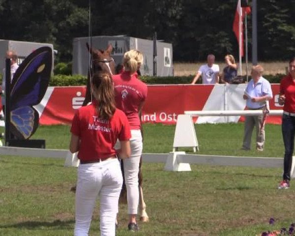 47. Westfälische Eliteschau
für 3- und 4j. Reitpony- und Kleinpferdestuten
Samstag, 26. Juli 2014