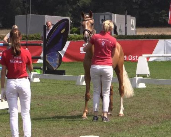 47. Westfälische Eliteschau
für 3- und 4j. Reitpony- und Kleinpferdestuten
Samstag, 26. Juli 2014