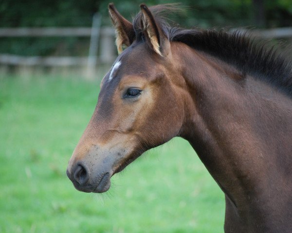 jumper Shaquille 5 (Hanoverian, 2008, from Stenograph)