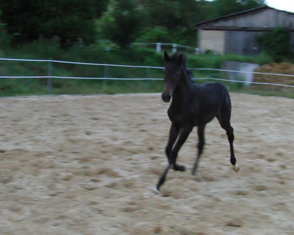 Video of Gravia