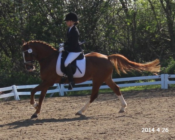 dressage horse Holsteins Desperado (German Riding Pony, 2007, from Fs Disagio)