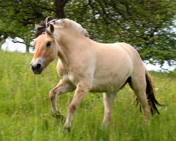 horse Jamira (Fjord Horse, 2011, from Kelvin)