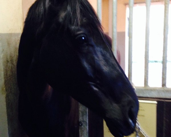 horse Black-Sunrise (Mecklenburg, 2005, from Betel xx)