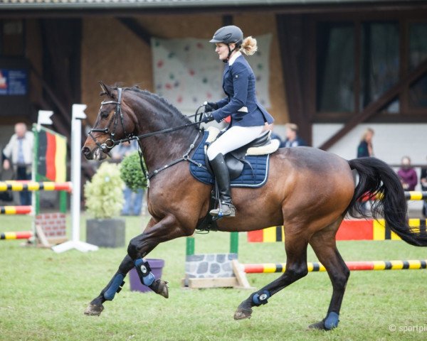 jumper Qualifying (Westphalian, 2007, from Quinta Real)