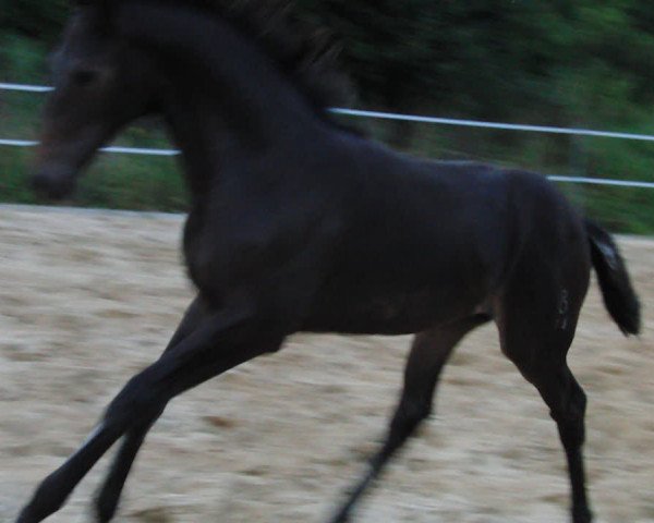 Video of Gravia