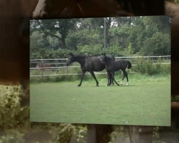 Video of K.C. Dirty Dancing