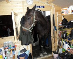 dressage horse Rayman S (Oldenburg, 2002, from Rubin Royal OLD)