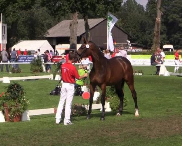 49. Westfälische Eliteschau für 3- und 4-jährige Reitpferde- und
Kaltblutstuten am Dienstag, 22. Juli 2014, Ring 10 - Dressurbetonte Reitpferdestuten
