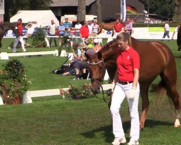 49. Westfälische Eliteschau für 3- und 4-jährige Reitpferde- und
Kaltblutstuten am Dienstag, 22. Juli 2014, Ring 9 - Dressurbetonte Reitpferdestuten
Schrittring