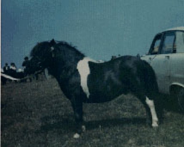 stallion Seva Alpha (Shetland Pony, 1968, from Middlethird Ranger) stallion Seva Alpha (Shetland Pony, 1968, from Middlethird Ranger)