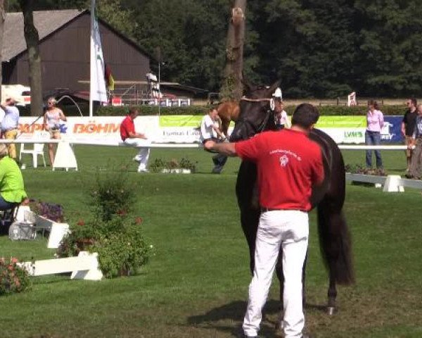 49. Westfälische Eliteschau für 3- und 4-jährige Reitpferde- und
Kaltblutstuten am Dienstag, 22. Juli 2014, Ring 9 - Dressurbetonte Reitpferdestuten
