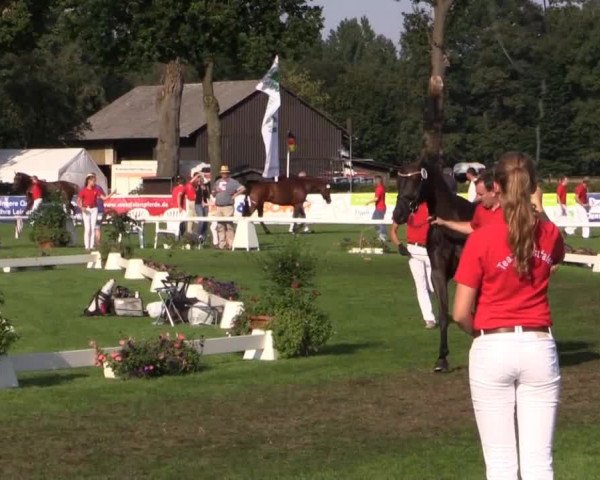 49. Westfälische Eliteschau für 3- und 4-jährige Reitpferde- und
Kaltblutstuten am Dienstag, 22. Juli 2014, Endring Dressurbetonte Reitpferdestuten