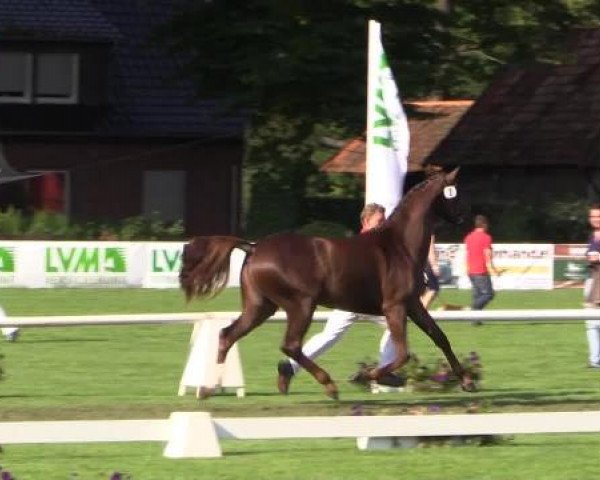 49. Westfälische Eliteschau für 3- und 4-jährige Reitpferde- und
Kaltblutstuten am Dienstag, 22. Juli 2014, Endring Springbetonte Reitpferdestuten
