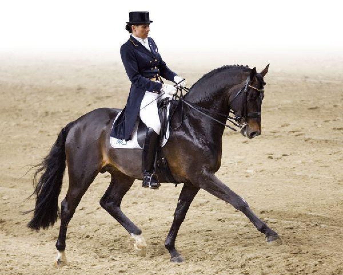 Deckhengst Conteur (Holsteiner, 1998, von Contender)