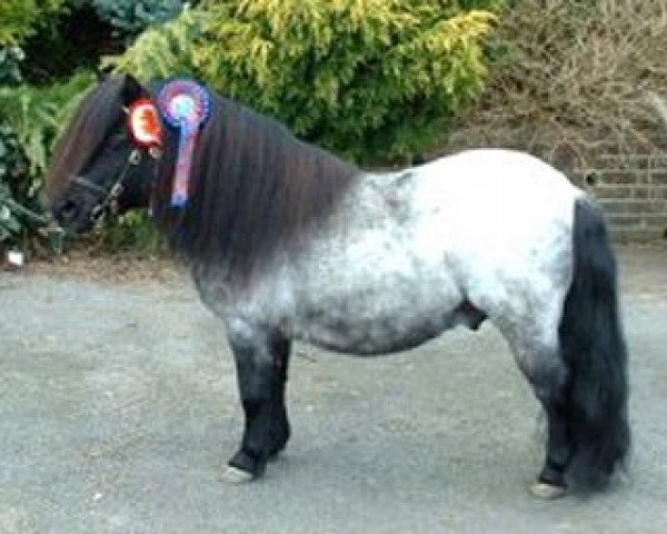 Deckhengst Kerswell Morello (Shetland Pony (unter 87 cm), 1999, von New Park Chieftain)
