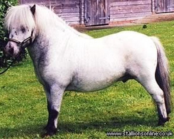 stallion Kerswell Tempest (Shetland pony (under 87 cm), 1994, from Kerswell Nijinsky)