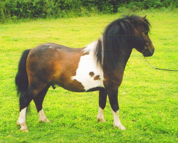 stallion Tawna Trooper (Shetland pony (under 87 cm), 2000, from Kerswell Musketeer) stallion Tawna Trooper (Shetland pony (under 87 cm), 2000, from Kerswell Musketeer)