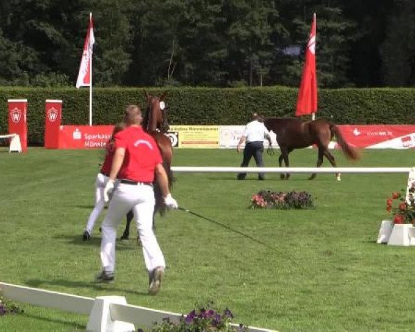 49. Westfälische Eliteschau für 3- und 4-jährige Reitpferde- und
Kaltblutstuten am Dienstag, 22. Juli 2014, Ring 4 - Springbetonte Reitpferdestuten
