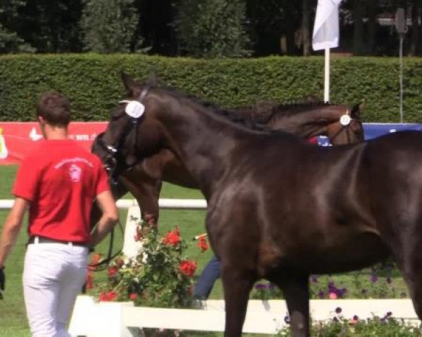 Video of Dialottie, Descara, Dreamwork, Dehlia, Daytona