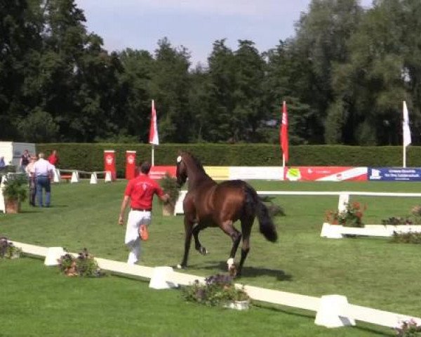 49. Westfälische Eliteschau für 3- und 4-jährige Reitpferde- und
Kaltblutstuten am Dienstag, 22. Juli 2014, Ring 7 - Dressurbetonte Reitpferdestuten
