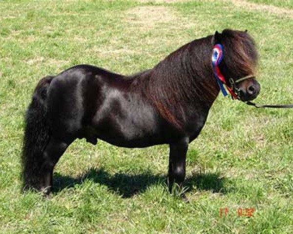 Deckhengst Kerswell Magnet (Shetland Pony (unter 87 cm), 1994, von New Park Chieftain)