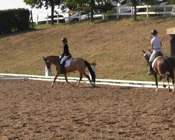 Video of Di Maggio, Crown Imagine