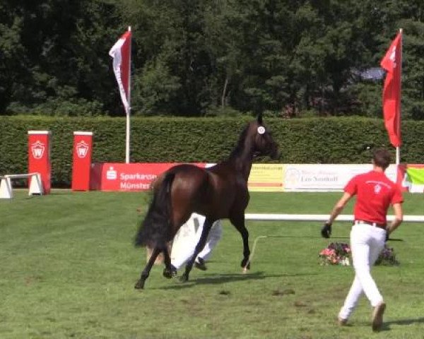 49. Westfälische Eliteschau für 3- und 4-jährige Reitpferde- und
Kaltblutstuten am Dienstag, 22. Juli 2014, Ring 7 - Dressurbetonte Reitpferdestuten
