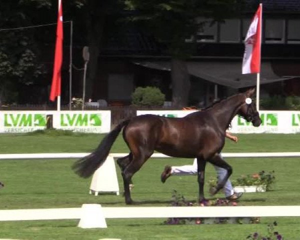 49. Westfälische Eliteschau für 3- und 4-jährige Reitpferde- und
Kaltblutstuten am Dienstag, 22. Juli 2014, Ring 7 - Dressurbetonte Reitpferdestuten
