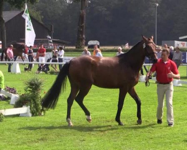 49. Westfälische Eliteschau für 3- und 4-jährige Reitpferde- und
Kaltblutstuten am Dienstag, 22. Juli 2014, Ring 3 - Springbetonte Reitpferdestuten
