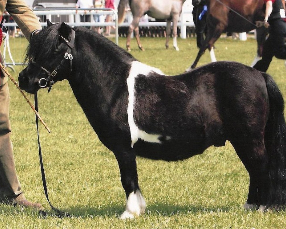 Deckhengst Halstock X-Factor (Shetland Pony (unter 87 cm), 2006, von Kerswell Dolphin)