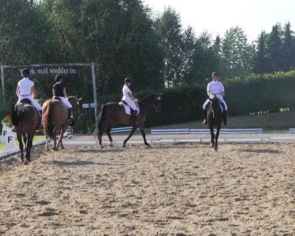 Video of Rose of Da Vinci, Donner Karlsson, Rocky Star S