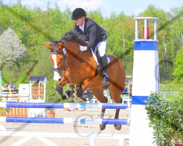 jumper Mon amie Z (KWPN (Royal Dutch Sporthorse), 1998, from Hercules)