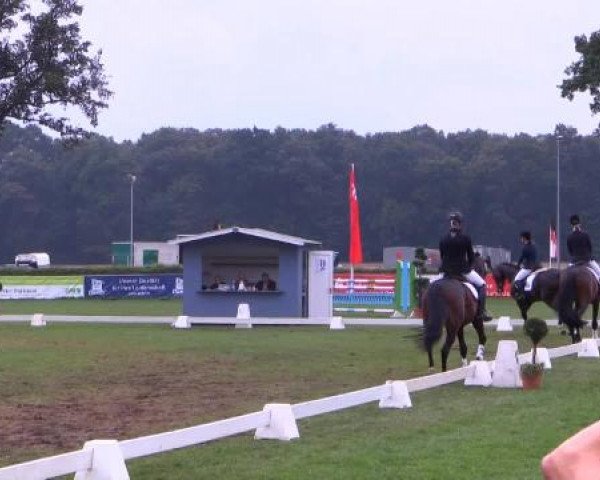 Video von Starlight JB, Svenson Tb