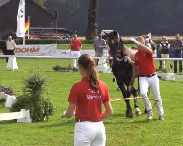 49. Westfälische Eliteschau für 3- und 4-jährige Reitpferde- und
Kaltblutstuten am Dienstag, 22. Juli 2014, Ring 2 - Springbetonte Reitpferdestuten

