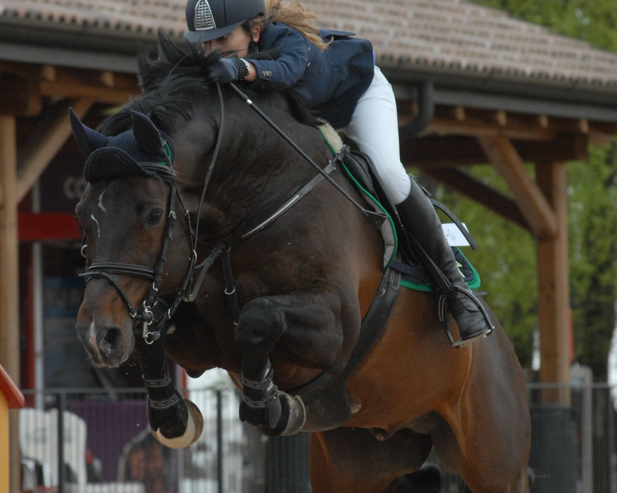 jumper Cronos 13 (Holsteiner, 2001, from Capo)