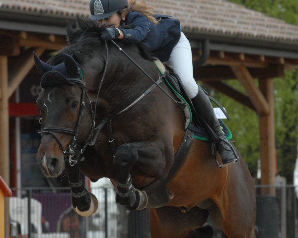 Springpferd Cronos 13 (Holsteiner, 2001, von Capo)