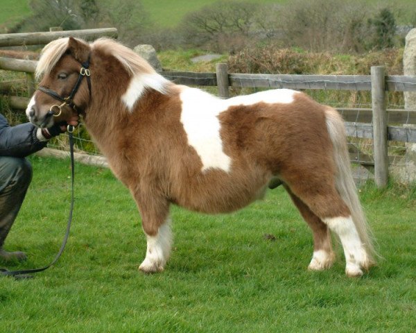 Deckhengst Halstock Pepsi Max (Shetland Pony (unter 87 cm), 2006, von Twyfords Pepsi) Deckhengst Halstock Pepsi Max (Shetland Pony (unter 87 cm), 2006, von Twyfords Pepsi)