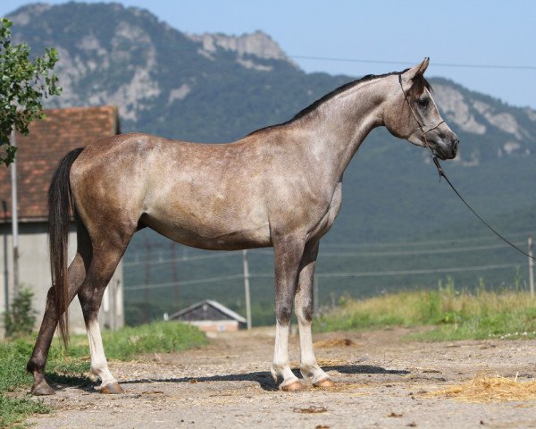 broodmare Nikta 2007 ox (Arabian purebred, 2007, from Psytadel 1998 ox)