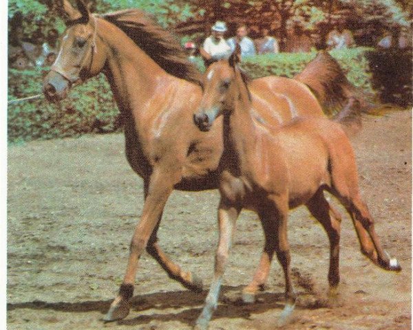 broodmare Nekhvatka 1979 ox (Arabian purebred, 1979, from Aswan 1958 EAO)