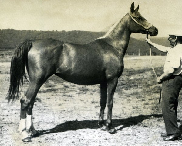 broodmare Nepokornaia 1973 ox (Arabian purebred, 1973, from Patron 1951 ox)