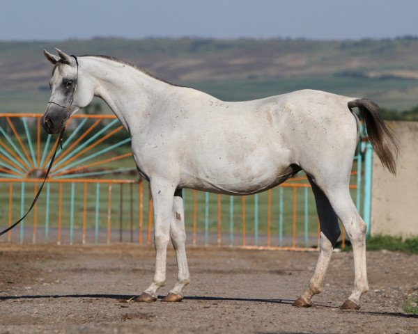 broodmare Neapolitanka 2001 ox (Arabian purebred, 2001, from Piligrim 1991 ox)
