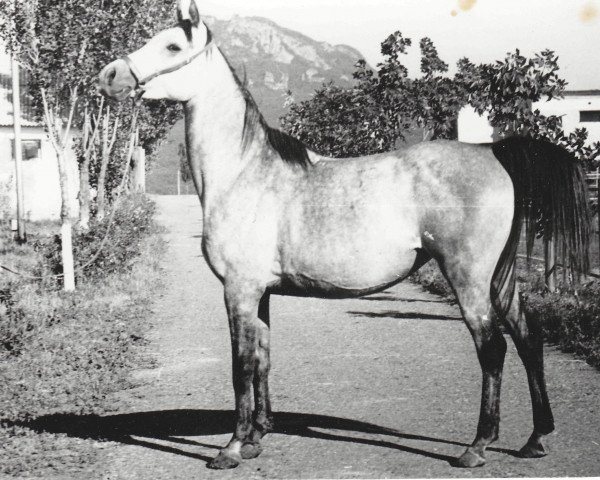 broodmare Magia 1974 ox (Arabian purebred, 1974, from Aswan 1958 EAO)