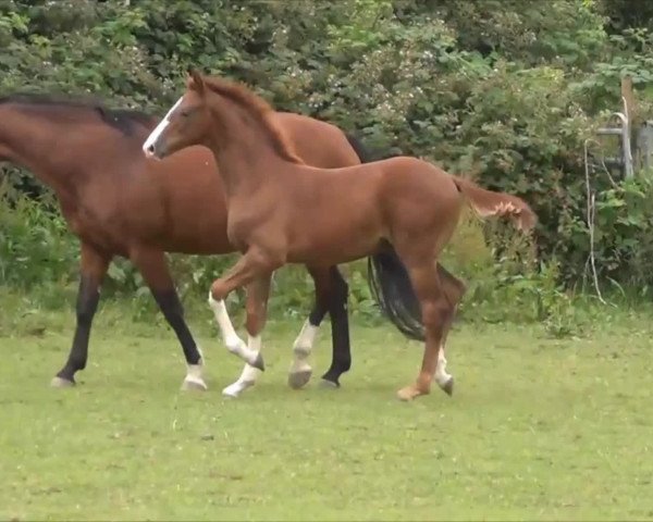 Video of Safe and Sound