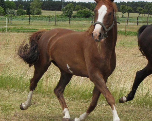 broodmare Sommerfee (German Sport Horse, 2007, from Sommerwind)