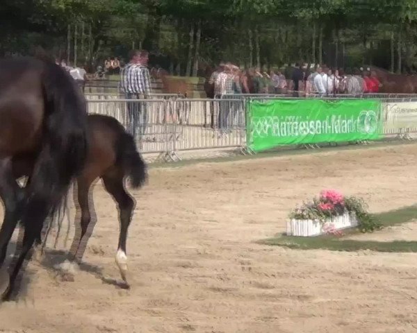 Video of K.C. Frühlingswind