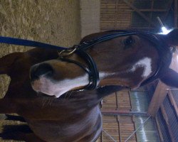 Cheval de saut Portofina 11 (Westphalien, 2006, de Primeur's As)