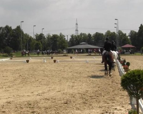 Video of Caprice 308, Callista, Casanova 397
